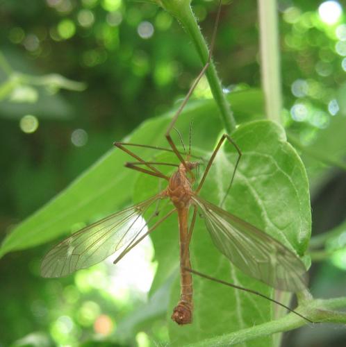 Réf. 284 174 : Tipula peliostigma